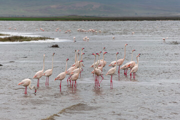Naklejka premium Greater flamingos are a genus of neognathous birds in the family Phoenicopteridae.