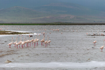 Greater flamingos are a genus of neognathous birds in the family Phoenicopteridae.