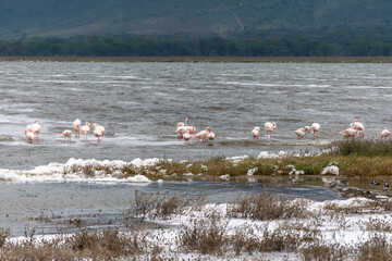 Greater flamingos are a genus of neognathous birds in the family Phoenicopteridae.