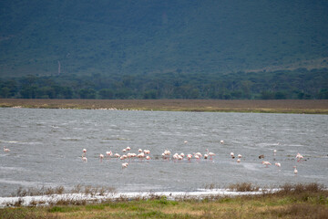 Greater flamingos are a genus of neognathous birds in the family Phoenicopteridae.
