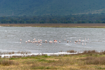 Greater flamingos are a genus of neognathous birds in the family Phoenicopteridae.