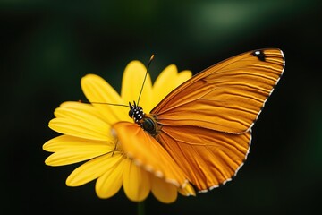 Fototapeta premium close-up of butterfly resting on bright yellow flower with blurred greenery in background under soft light