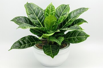 Sansevieria plant in a modern flower pot stands on a gray table on a white background. Home plant Sansevieria trifa. Home Gardening concept. Selective focus