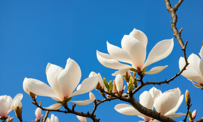   A vibrant magnolia tree in full bloom, showcasing intricate petal details, textured bark, and delicate spring colors set against a serene blue sky.