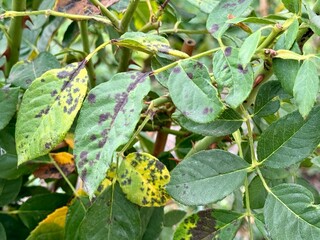 black spots on rose leaves. rose diseases. black spot. High quality 4k footage