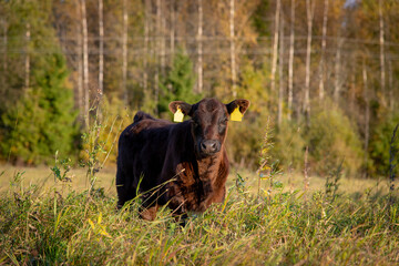 Black angus calf standing in tall grass looking to camera on autumn evening light.