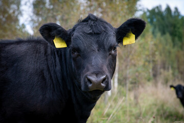 Portrait of black angus heifer on autumn day