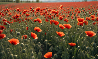 Fototapeta premium A vivid and lifelike depiction of a springtime meadow filled with colorful blooming poppies gently swaying in the breeze, showcasing intricate petal textures and detailed seed pods.