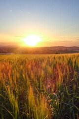 Fototapeta premium wheat field and blue sky, Green wheat fields and beautiful clouds. Green wheat field natural landscape in spring. Aerial view drone flight over a wheat field, jijel Algeria Africa, African agriculture