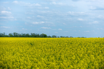 Obraz premium Yellow rapeseed field close-up