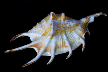 gastropod shell with seven spines on a black background