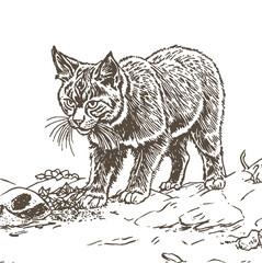 European lynx portrait in the forest sketch Black and White sketch transparent white background