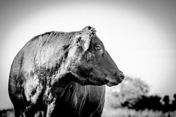 Black angus cow head portrait. Cow looking to the right. Black and white photo.