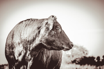 Black angus cow head portrait. Cow looking to the right. Sepia photo.