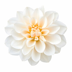 White Dahlia flower, close-up view, isolated on white background, for floral design