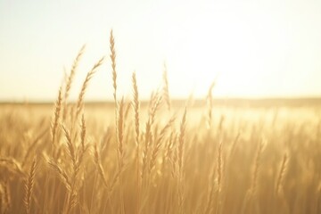 Naklejka premium close-up of tall grass gently swaying in wind under soft golden light with blurred open field in distance