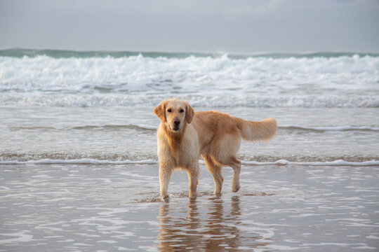 Sunny beach with walking dog