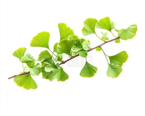 Obraz premium Isolated Ginkgo Branch. High-Resolution Botanical Image on White Background for Garden Therapy and Antioxidant Supplements