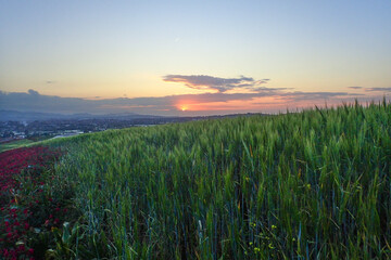 Obraz premium wheat field and blue sky, Green wheat fields and beautiful clouds. Green wheat field natural landscape in spring. Aerial view drone flight over a wheat field, jijel Algeria Africa, African agriculture