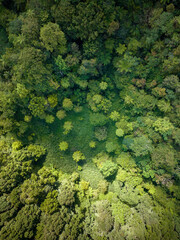 A breathtaking view of a lush green forest canopy captured from above, highlighting natures beauty