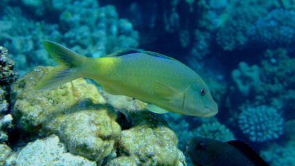 Yellowsaddle goatfish or gold-saddle goatfish (Parupeneus cyclostomus) undersea, Red Sea, Egypt, Sharm El Sheikh, Montazah Bay