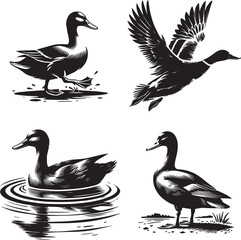 Duck Silhouettes: Swimming Duck, Standing Duck, Flying Duck, Waddling Duck, Black-and-White Minimalist Design, Wildlife Vector Art, Artistic Duck Poses for Nature and Design