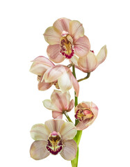 brown cymbidium orchids on a white  background isolated.