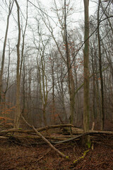 landscape of neglected forest on a foggy morning. Trees that have fallen from old age lie on the...