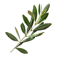 Fototapeta premium Olive Branch: Symbol of Peace and Nature's Grace