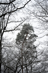tree in winter