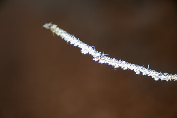 winter forest, fog and frost