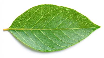 Obraz premium Green leaf, isolated on white background, nature, botany, plant study, for education
