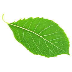 Green Leaf isolated on transparent background