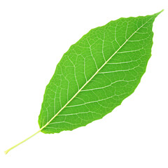 Obraz premium Green Leaf isolated on transparent background