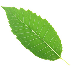 Green Leaf isolated on transparent background