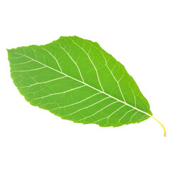 Obraz premium Green Leaf isolated on transparent background