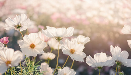 Soft focus white cosmos flowers creating a dreamlike pastel backdrop in a serene garden setting