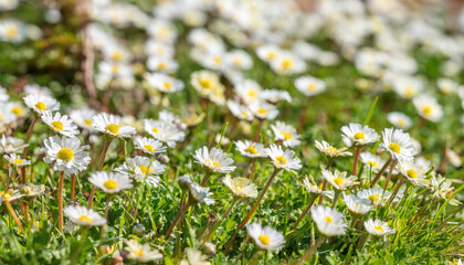 Bright firefly wild flowers bloom under the warm sun in a vibrant spring meadow