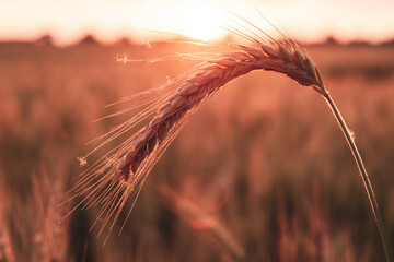 Ripe golden yellow wheat field, pre-harvest condition in beautiful sunset