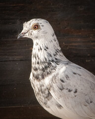 real photo, homing pigeon, pigeon, pet, portrait, bird, feathers, plain background