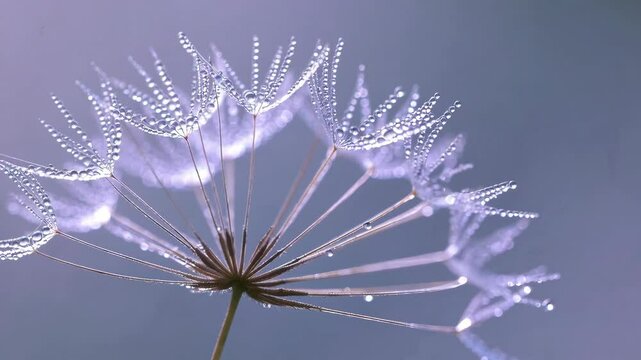 Beautiful dew drops on a dandelion seed macro. Beautiful soft light blue and violet background. Water drops on a parachutes dandelion on a beautiful blue