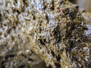Natural organic fertilizer that dries in the sun for use in agriculture and soil fertility. Cow dung cake on grass closeup. A detailed view of cow dung on a lush green grass field, Cow manure.