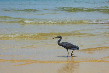Pacific Reef-Heron bird at Tubkaek Beach, Krabi, Thailand