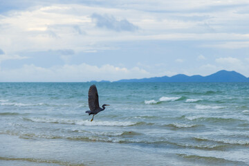 Pacific Reef-Heron bird at Tubkaek Beach, Krabi, Thailand