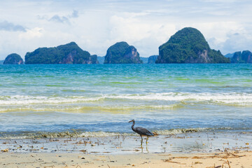 Pacific Reef-Heron bird at Tubkaek Beach, Krabi, Thailand