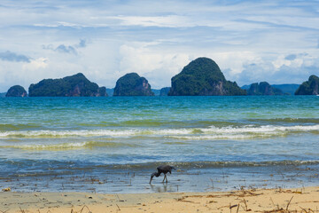 Pacific Reef-Heron bird at Tubkaek Beach, Krabi, Thailand