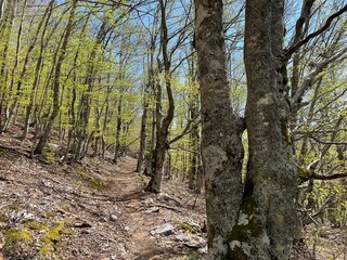 Fototapeta premium Premuzic hiking trail or Premuzic Trail - Velebit Nature Park, Croatia or Premuzic-Wanderweg or Premuzic's Trail (Pješački planinarski put Premužićeva staza - Park prirode Velebit, Hrvatska)