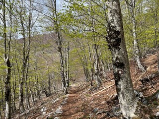 Fototapeta premium Premuzic hiking trail or Premuzic Trail - Velebit Nature Park, Croatia or Premuzic-Wanderweg or Premuzic's Trail (Pješački planinarski put Premužićeva staza - Park prirode Velebit, Hrvatska)