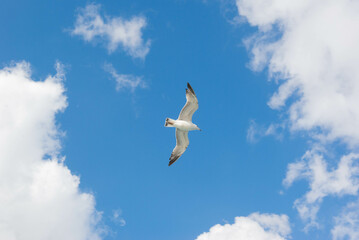 One seagull flies in the sky over Istanbul