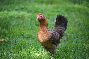 English Game Hen Chicken in the grass